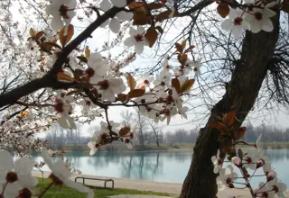 Rascvjetale grane uz jezero na Jarunu