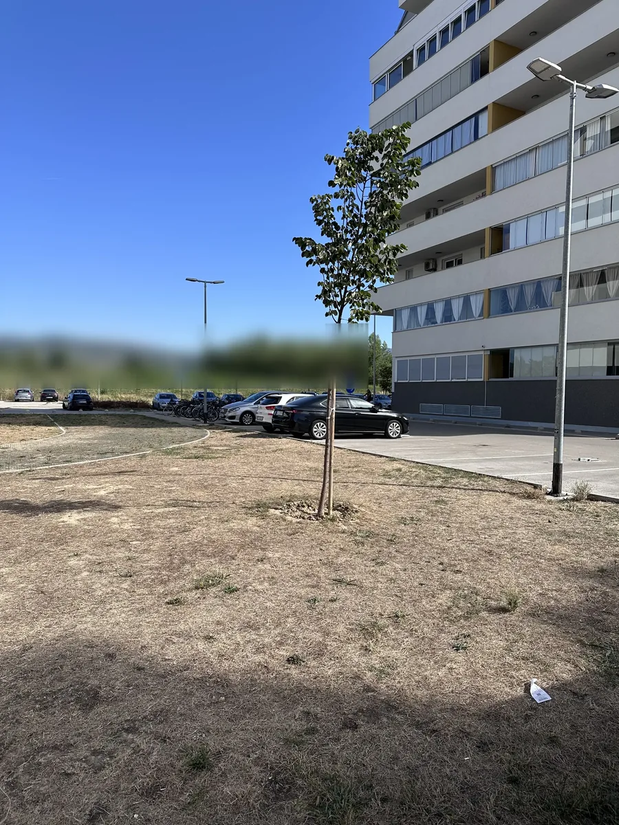 Stablo uz zgradu E, prvi primjerak u popisu biljaka našeg bloka