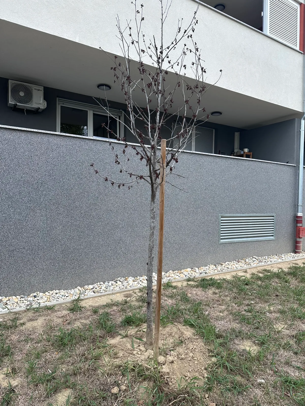 Stablo rijetke krošnje uz ventilacijsku rešetku uz zgradu M