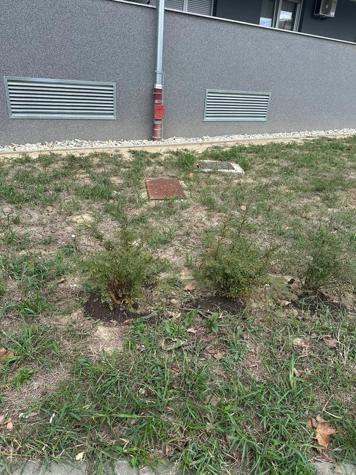 Grmovi uz poklopce instalacija uz zgradu M